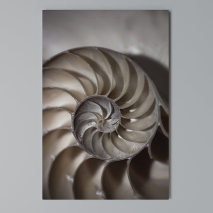 WHISPERS OF SHELLS Stampa su Tela Verticale