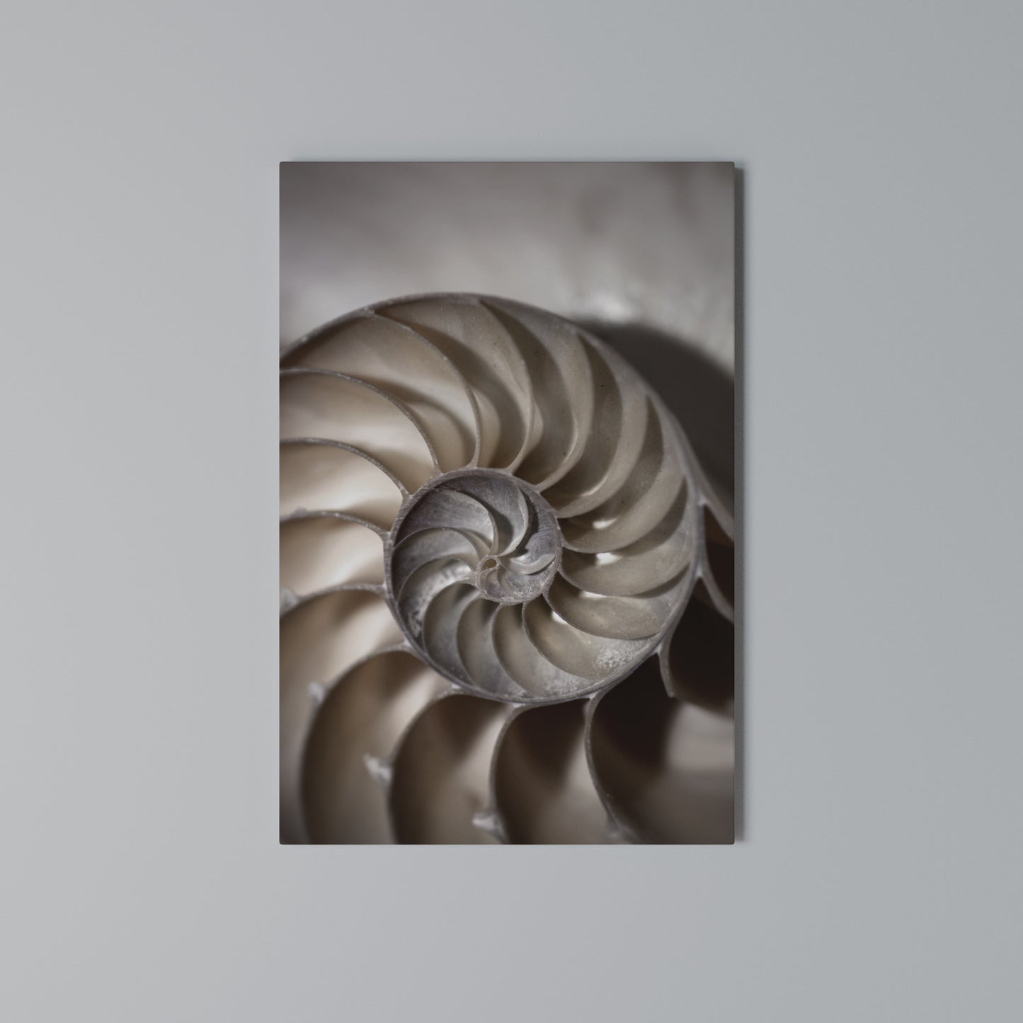 WHISPERS OF SHELLS Stampa su Tela Verticale