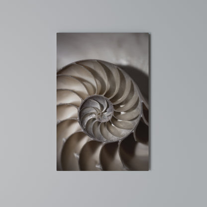 WHISPERS OF SHELLS Stampa su Tela Verticale