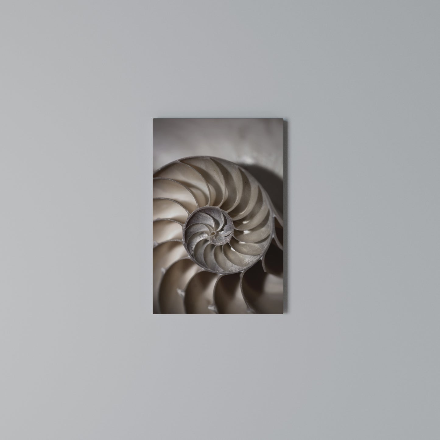 WHISPERS OF SHELLS Stampa su Tela Verticale