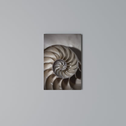 WHISPERS OF SHELLS Stampa su Tela Verticale