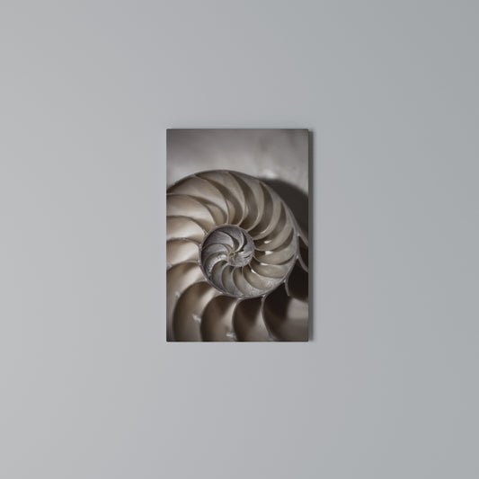 WHISPERS OF SHELLS Stampa su Tela Verticale
