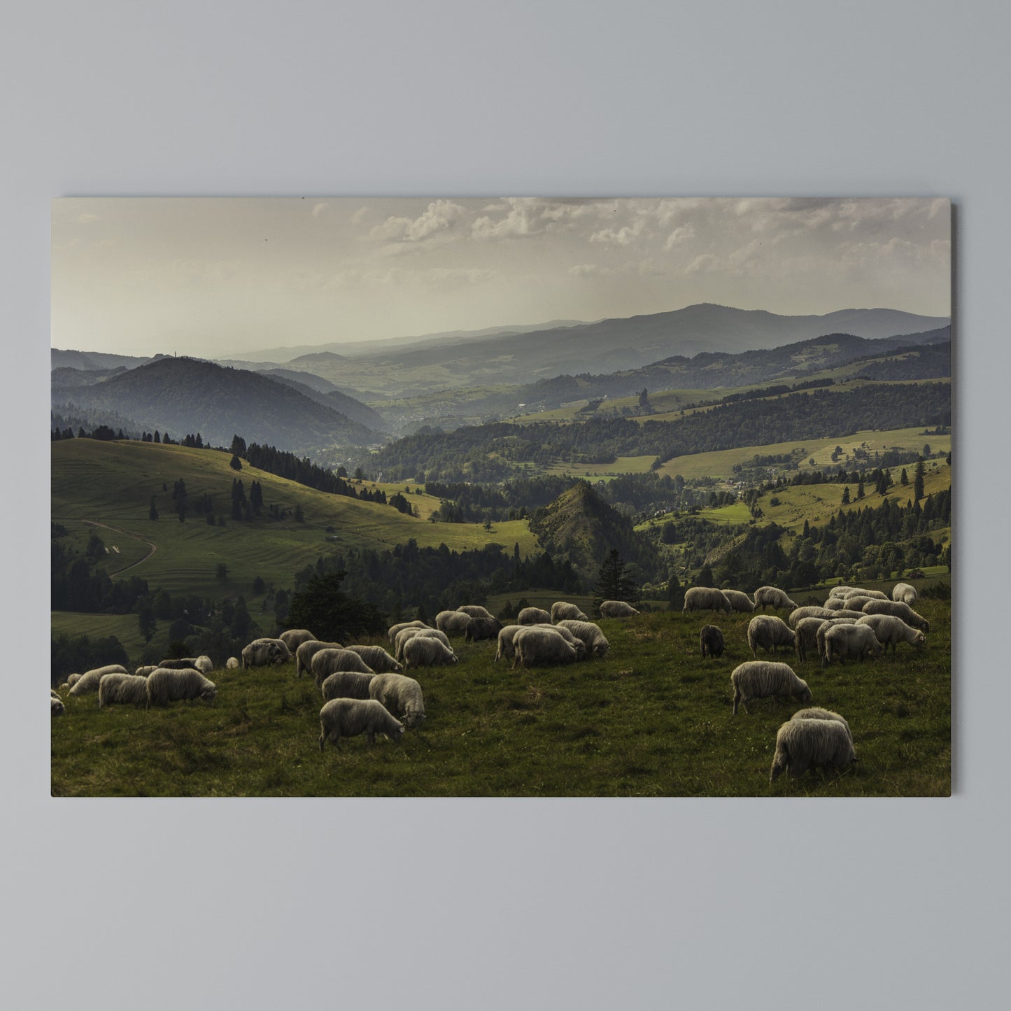 SHEEP IN SERENITY Stampa su tela orizzontale
