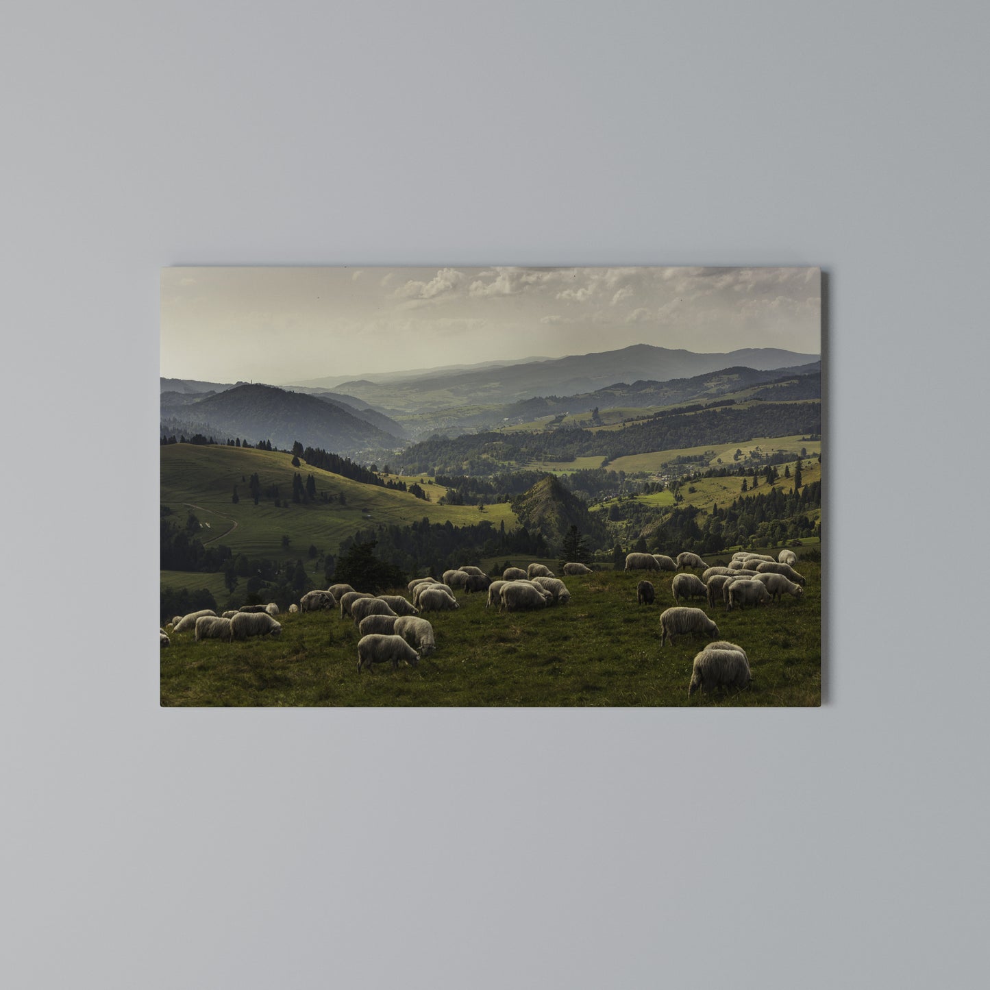 SHEEP IN SERENITY Stampa su tela orizzontale