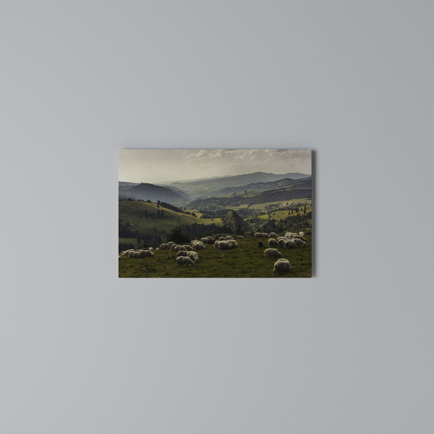 SHEEP IN SERENITY Stampa su tela orizzontale